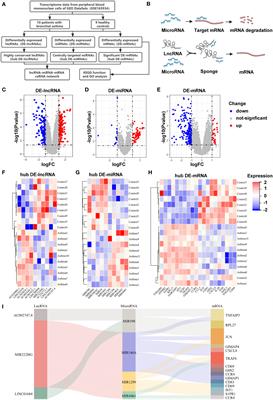 MIR222HG attenuates macrophage M2 polarization and allergic inflammation in allergic rhinitis by targeting the miR146a-5p/TRAF6/NF-κB axis
